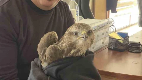 Payas’ta Yaralı Şahin Kurtarıldı