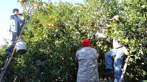 Kozan Portakalında Hasat Dönemi Başladı