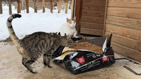 Kahramanmaraş'ta Sokak Hayvanlarına Destek
