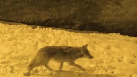 Aç Kalan Kurtlar Şehir Merkezinde Görüntülendi