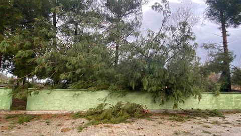 Osmaniye'de Şiddetli Rüzgar Ağaçları Devrildi