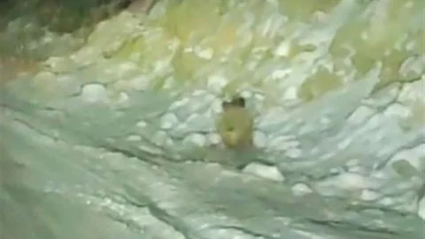 Aç kalan Yaban Domuzu Yolda Görüntülendi