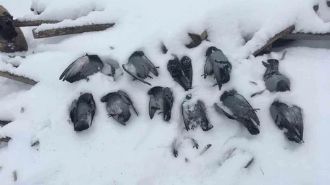 Elazığ'da Donan Güvercinler