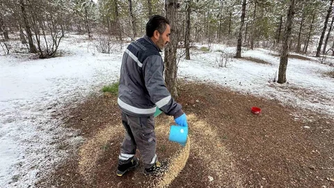 Çorum'da Yaban Hayvanlarına Destek