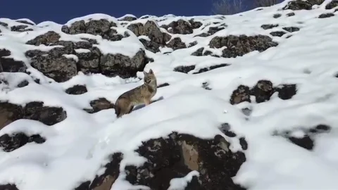 Karlı Dağlık Alanda Kurt Görüntülendi