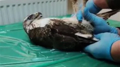 Sivas'ta Yaralı Şahin Doğaya Salındı