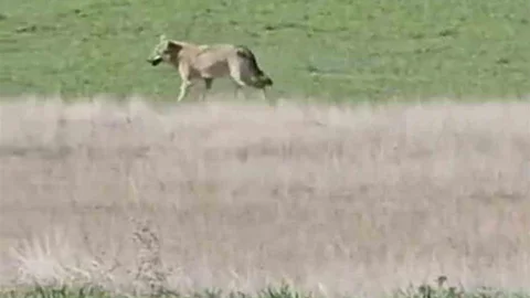 Ankara'da Kurtlar Tarlalara İndi