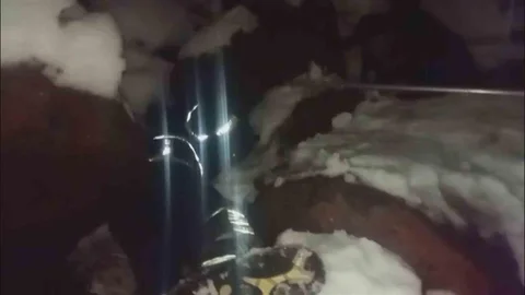 Dondurucu Soğukta Mahsur Kalan Yavru Köpekler Kurtarıldı