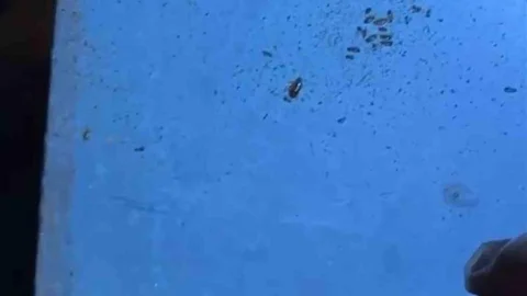 Hatay'daki Restoranlarda Hijyen İhlalleri