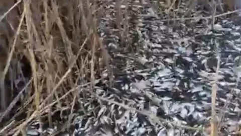 Uluabat Deresi'nde Balık Ölümleri Tespit Edildi