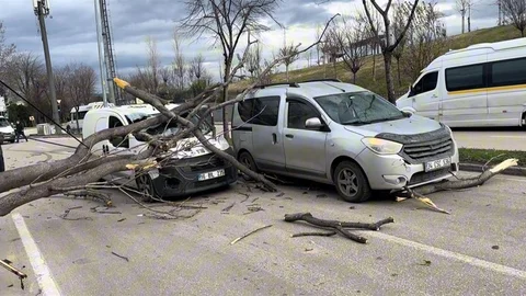 Bursa'da Ağaç Devrilmesi Olayı