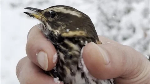 Kastamonu'da Donmak Üzere Olan Kuş Kurtarıldı