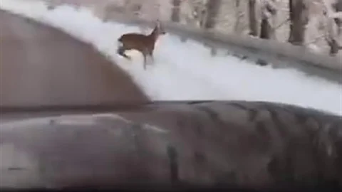 Sakarya'da Karaca ile Karşılaşma Anları