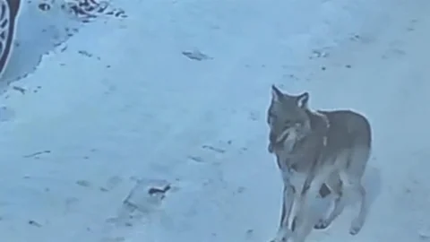 Tatvan'da Gündüz Kurt Görüldü