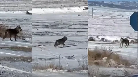 Kırşehir'de Kurtlar Şehre Yaklaştı