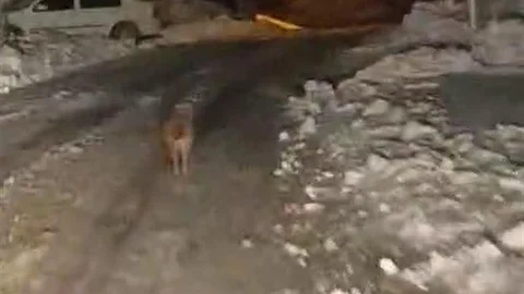 Sincik'te Kurt Köy Merkezine İndi