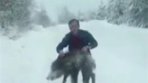 Sinop'ta Yaban Domuzu Yakalama Olayı