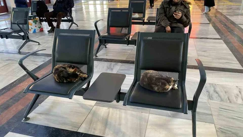 Eskişehir'de Sokak Kedileri Isınmak İçin Garı Tercih Etti