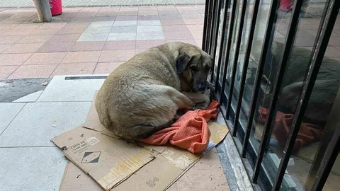 Eskişehir'de Sokak Hayvanları Zor Durumda