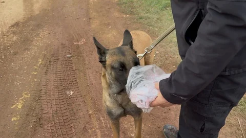 Kapıdağ'da Elif Kumal İçin Arama Devam Ediyor