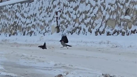 Darende Kargalar Sokaklarda Yiyecek Arıyor