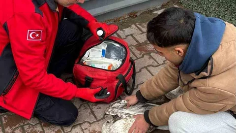 Denizde Martıyı Kurtarma Operasyonu