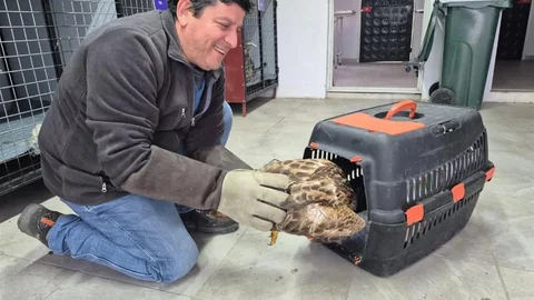 Germencik'te Yaban Hayvanlarına Umut Olunuyor