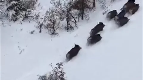 Elazığ’da Dron ile Domuz Sürüsü Görüntülendi