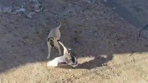 Gercüş'te Köpek ve Kaz Kavgası Görüntülendi