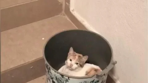 Kedinin Soğuktan Korunma Çabası