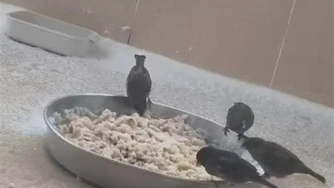 Adıyaman'da Sokak Hayvanlarına Destek