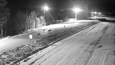 Ereğli'de Kurt Sürüsü Görüntülendi