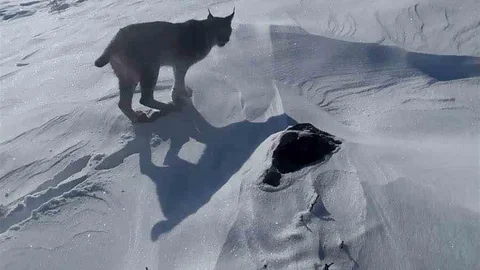 Karlıova'da Vaşak Görüntülendi