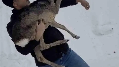 Düzce'de Yaralı Yavru Karaca Kurtarıldı