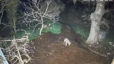 Menteşe'de Kurt Salgını: 3 Koyun Telef Oldu