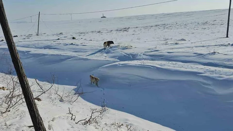 Adilcevaz'da Sokak Köpekleri Sorunu