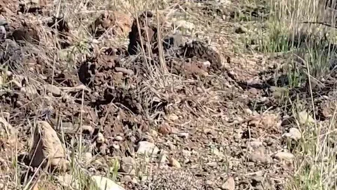 Çanakkale'de Tedavi Edilen Kirpi Doğaya Bırakıldı