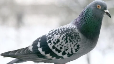 Adana'da Kuş Hırsızlığı Kamerada Yakalandı