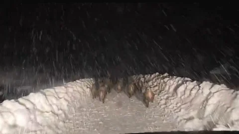 Siirt’te Domuz Sürüsü Yol Açma Ekiplerinin Önünde İlerledi