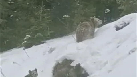 Artvin'de Boz Ayılar Görüntülendi