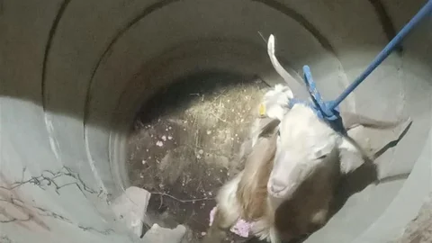 Hatay'da Su Kuyusuna Düşen Keçi Kurtarıldı