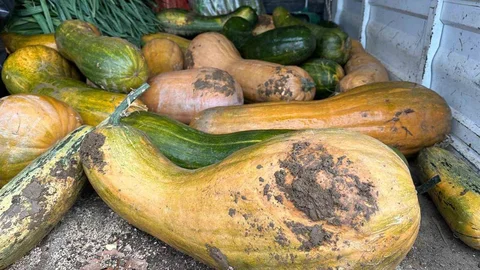 Bursa Osmangazi'de Kıbrıs Bal Kabağı Yetiştirildi