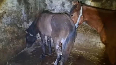 Kars'ta Yaralı Atlar Bulundu
