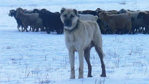 Erzurum'dan Okyanusu Aşan Köpekler