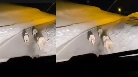 Hakkari Geçitli Köyünde Kurt Sürüsü Görüntülendi