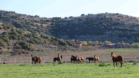 Adana'da Milyonluk At Yetiştiriciliği