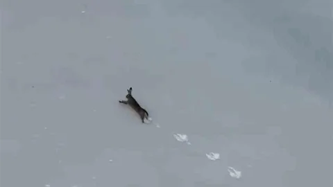 Karabük'te Yaban Tavşanı Görüntülendi