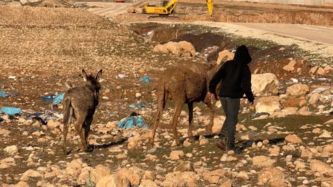 Cizre'de Bataklığa Saplanan Eşekler Kurtarıldı