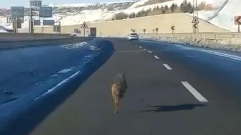 Diyarbakır'da Kurt Araç Önünde Koştu