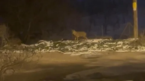 Ankara'da Kurt Sürüsü Görüntülendi